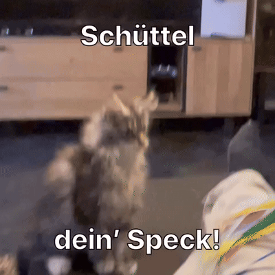 Diekatzkei Die Katzlei GIF. This 400 x 400 animated GIF is part of our geburtstag katzen collection. Related themes include cat, dance. Created by raikoala…