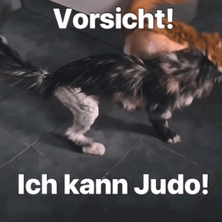 Diekatzlei Die Katzlei GIF. This 320 x 320 animated GIF is part of our geburtstag katzen collection. Related themes include cat, fight. Created by raikoala…
