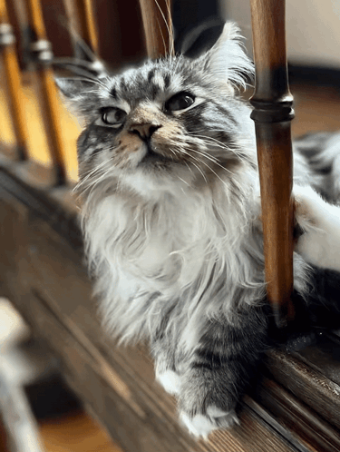 Diekatzlei Die Katzlei GIF. This 375 x 498 animated GIF is part of our geburtstag katzen collection. Created by raikoala. View the original animation, share…