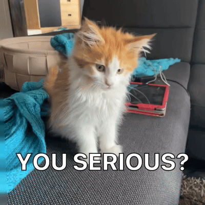 Diekatzlei Die Katzlei GIF