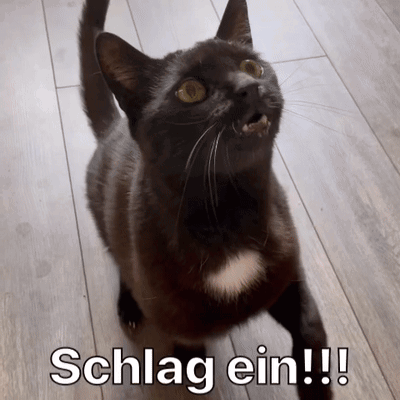 Diekatzlei Die Katzlei GIF. This 400 x 400 animated GIF is part of our geburtstag katzen collection. Related themes include cat, fantastic, good job…