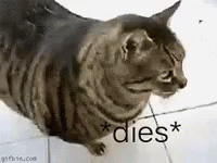 Dies Cat GIF