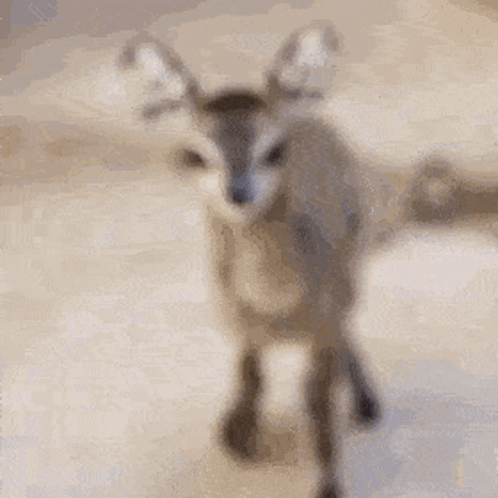 Dik-dik Animal GIF