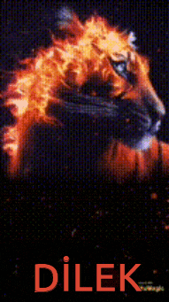Dilek2 GIF