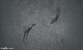 Dinosaur Revolution T Rex Fight GIF
