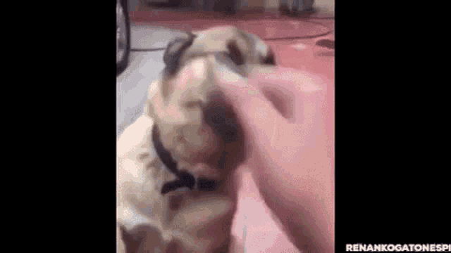 Dirty Dog GIF