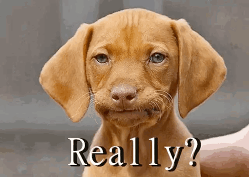 Disappointment Dog GIF. This 498 x 355 animated GIF is part of our really collection. Related themes include disappointment. Created by DianeJGray. View the…