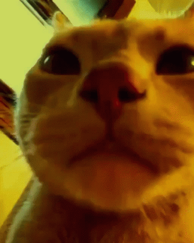 Disco Cat Dokales GIF