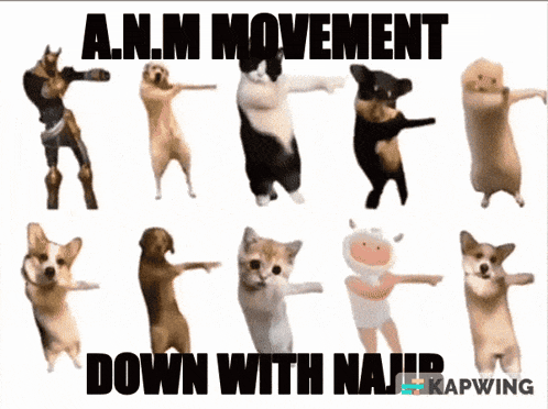 Discord Server Anm GIF