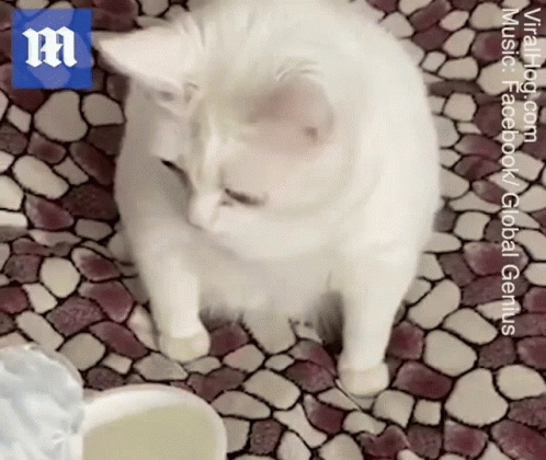 Disgust Disgusting GIF