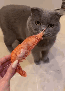 Disgusted Disgusting Meme GIF