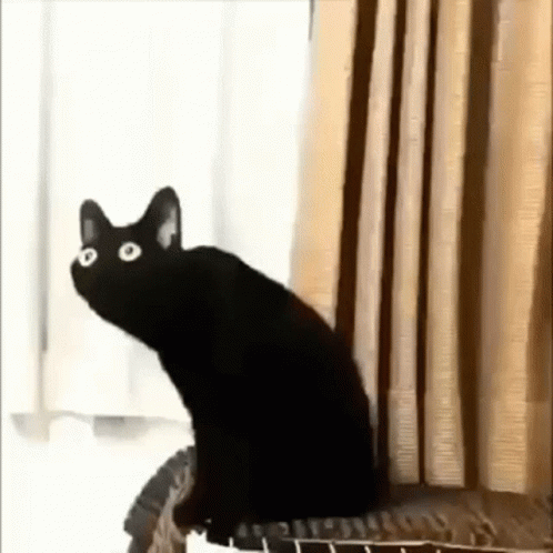 Distorted Cat Meme Distortion GIF