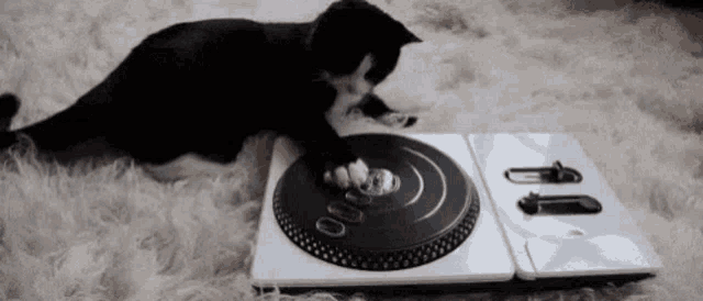 Dj Black Cat Turntable GIF