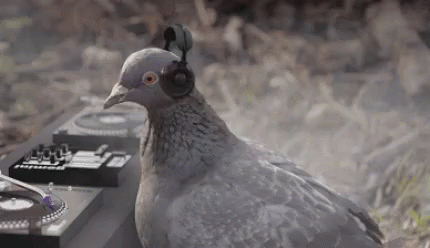 Dj Pigeon Funny Animals GIF. This 430 x 248 animated GIF is part of our funny pigeon collection. Related themes include funny animals. View the original…