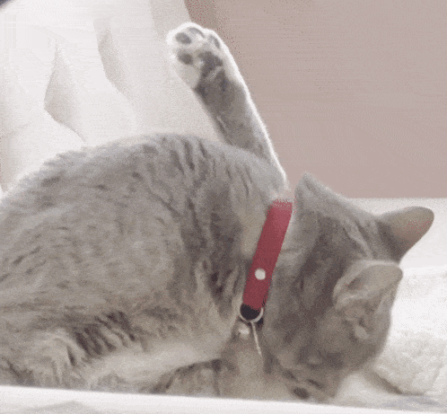 Dmi Dank Meme Isle GIF