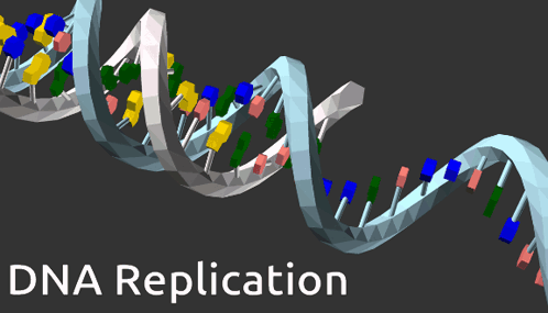 Dna Replication GIF
