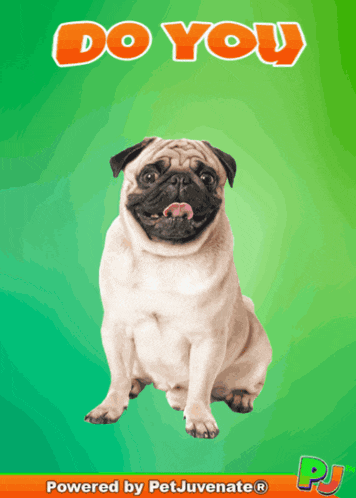 Do You Feel Me Are You Feelin It Love Puppy Pj Chews Dog Funny Gif GIF