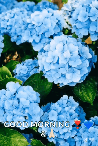 Dobro Jutro Beautiful GIF