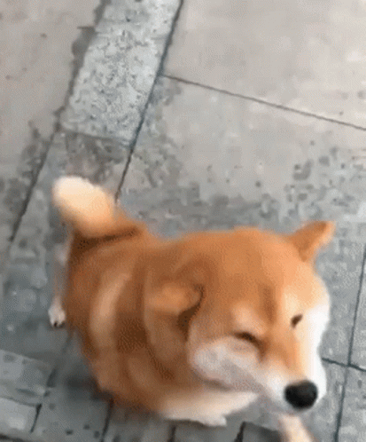 Dog собака GIF. This 413 x 498 animated GIF is part of our shiba inu smile collection. Related themes include cute. Created by Virx. View the original…