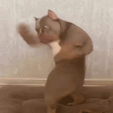 Dog Ai GIF. This 374 x 374 animated GIF is part of our fighting collection. Related themes include angry, mad. Created by doushess. View the original…