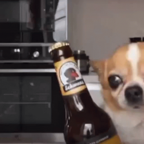 Dog Beer Happy Dog GIF