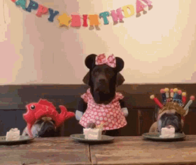 Dog Birthday GIF