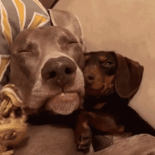 Dog Bite GIF