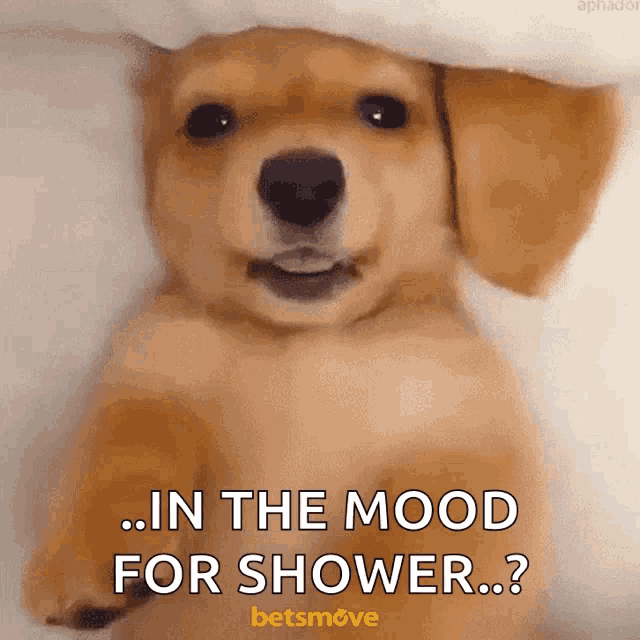 Dog Blink GIF