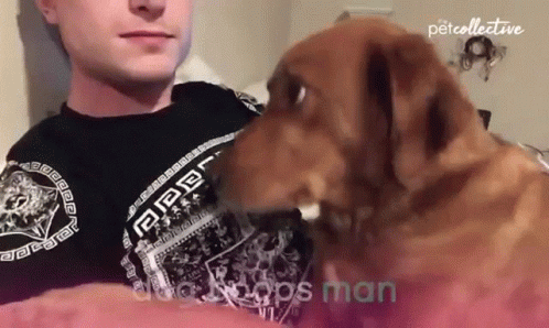 Dog Boops Man Boop GIF. This 498 x 298 animated GIF is part of our john wick dog collection. Related themes include affection, love. Created by…