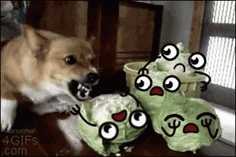 Dog Cabbage GIF. This 334 x 222 animated GIF is part of our my cabbages collection. View the original animation, share it, or browse related GIFs.