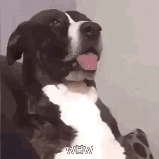 Dog Cachorro GIF