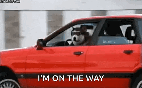 Dog Car GIF