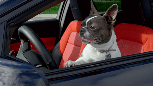 Dog Car GIF