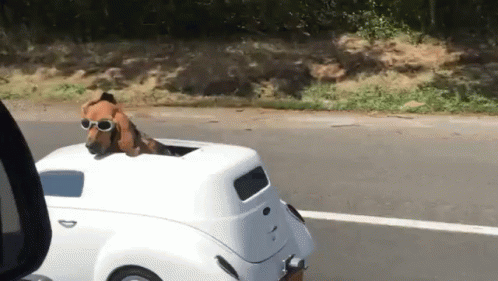 Dog Car GIF
