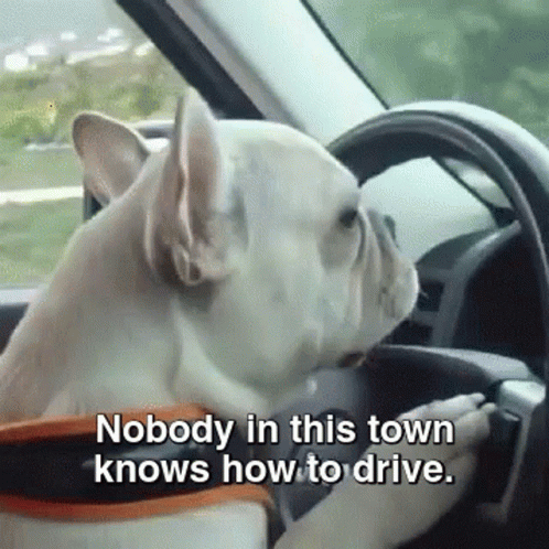 Dog Car GIF