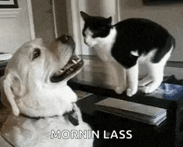 Dog Cat GIF