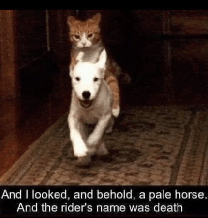 Dog Cat Meme