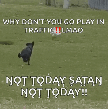 Dog Chases GIF