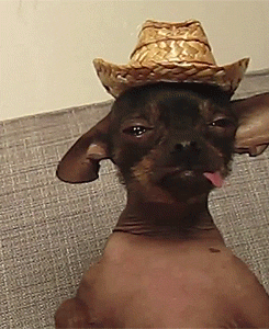 Dog Chillin Drunk GIF