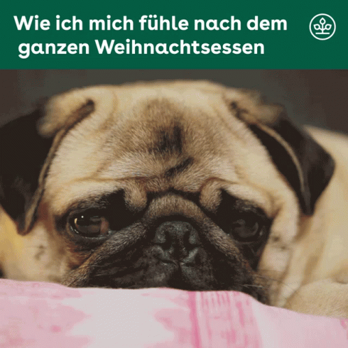 Dog Christmas GIF. This 498 x 498 animated GIF is part of our lustige bilder samstag collection. Related themes include christmas, meme, sad. Created by…