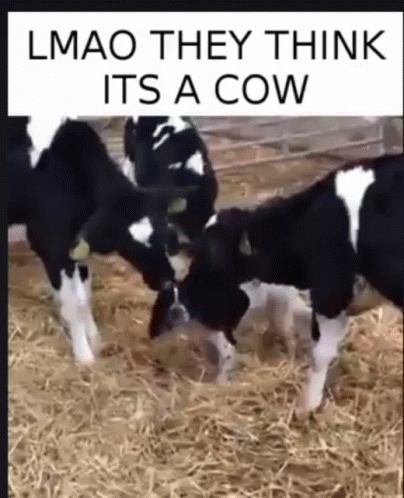Dog Cow GIF