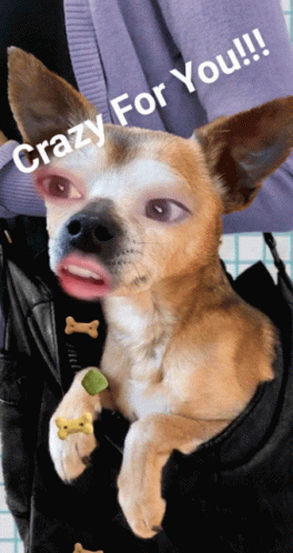 Dog Crazy For You GIF