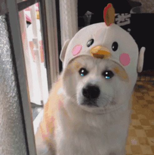 Dog Crying GIF