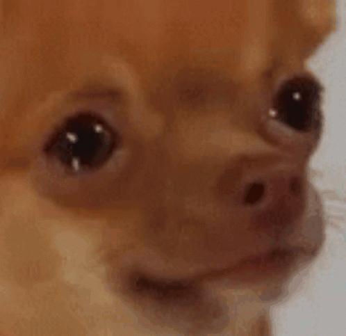 Dog Crying Meme GIF