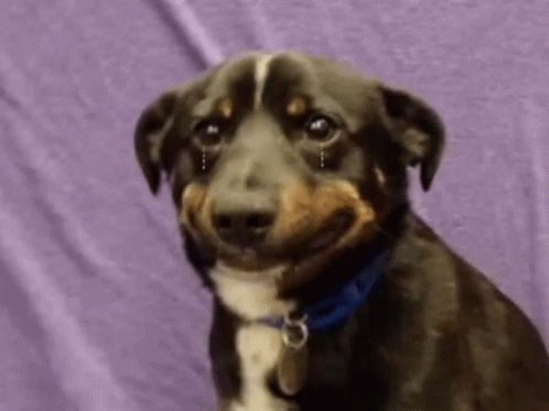 Dog Crying Tears GIF