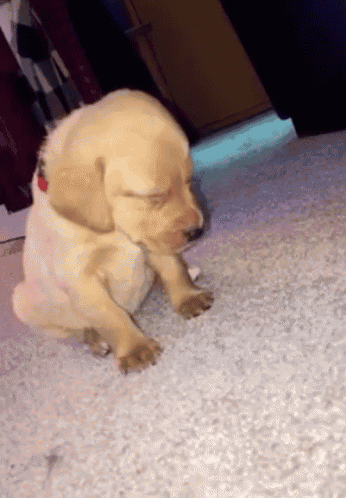 Dog Cute Dog GIF