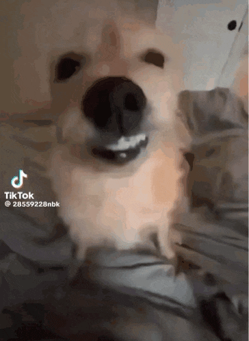 Dog Cute GIF