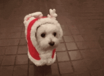 Dog Cute GIF