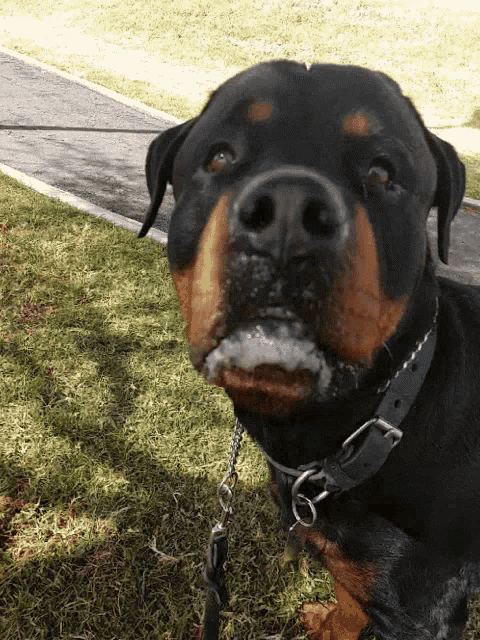 Dog Cute GIF