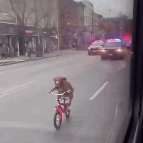 Dog Cycling GIF